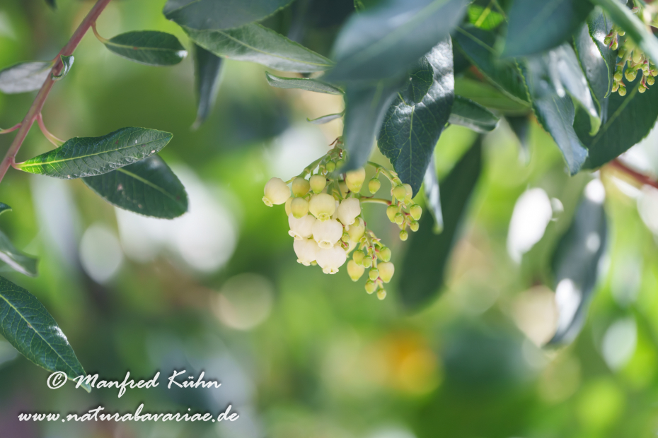 Erdbeerbaum (Westlicher)_0041