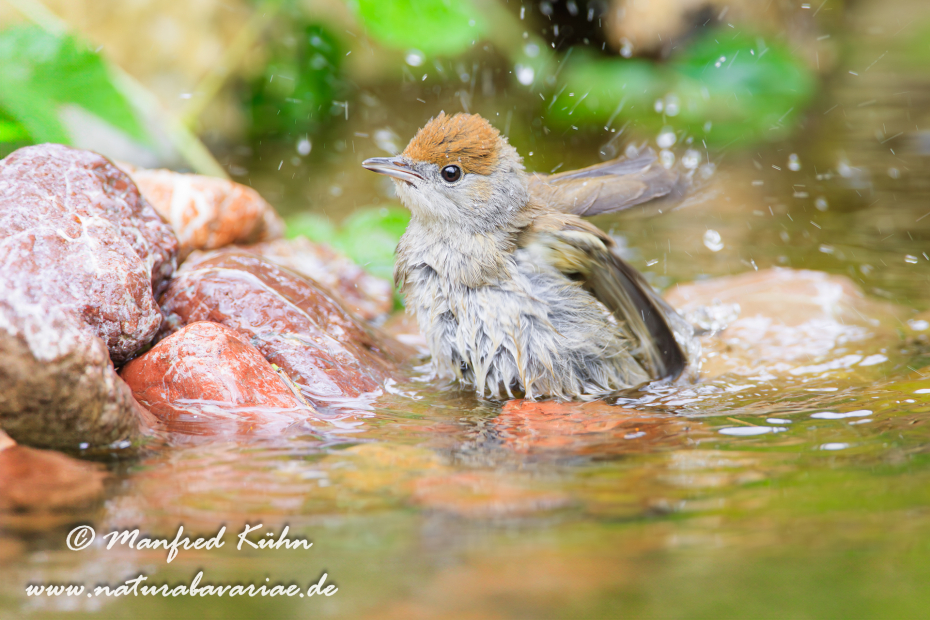 Grasmücke (Mönchs-)_0023