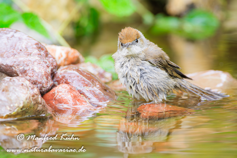 Grasmücke (Mönchs-)_0027