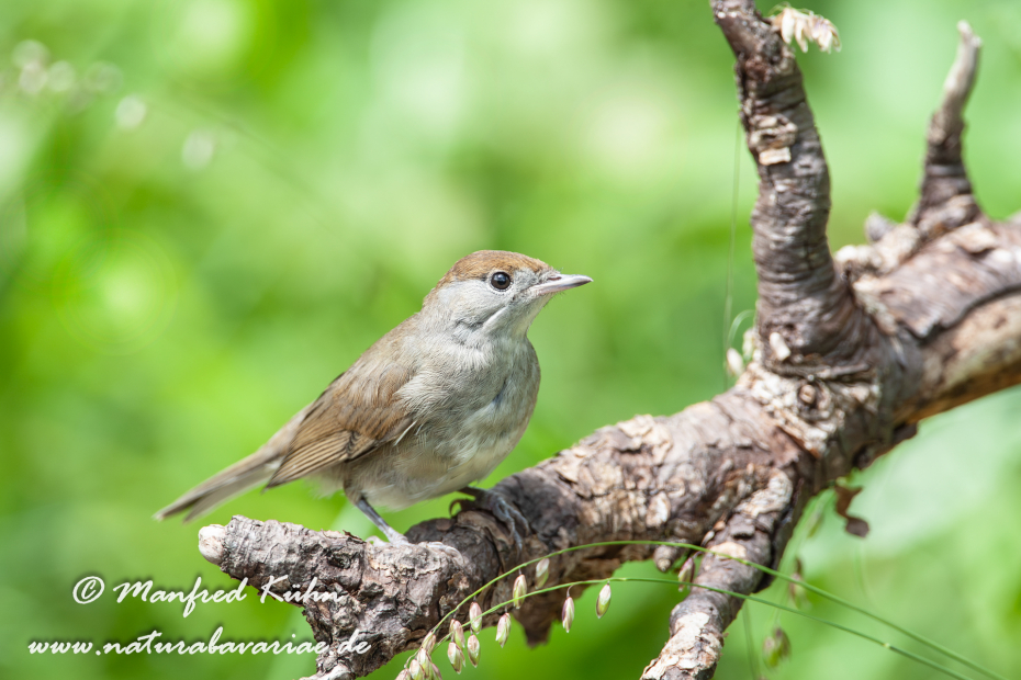 Grasmücke (Mönchs-)_0033