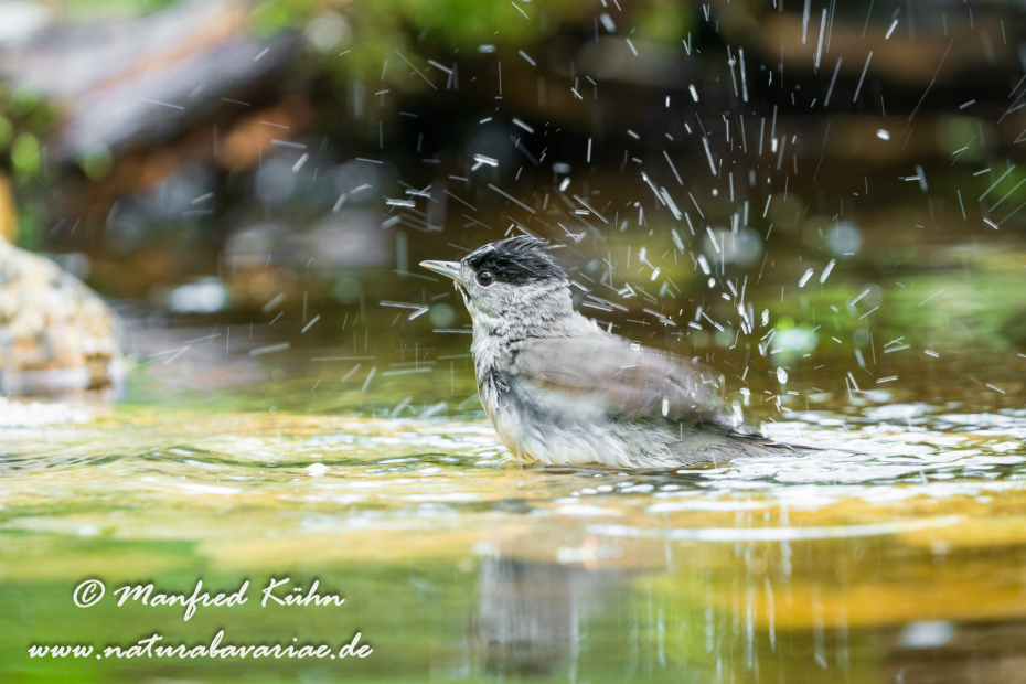 Grasmücke (Mönchs-)_0072