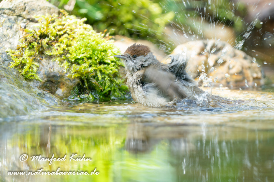 Grasmücke (Mönchs-)_0117