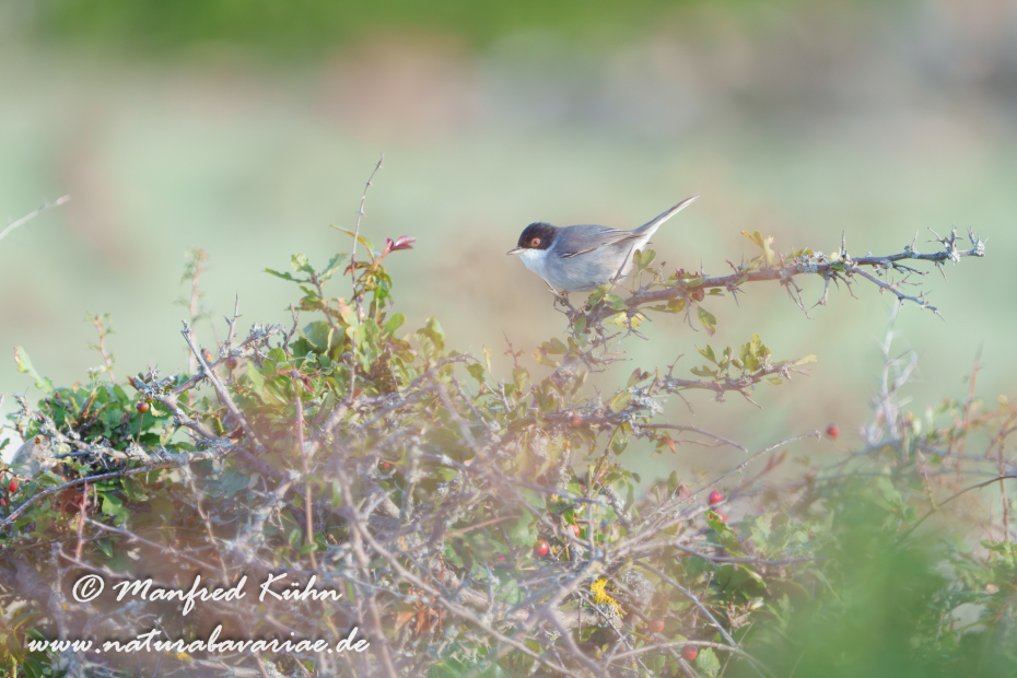 Grasmücke (Samtkopf-)_0022