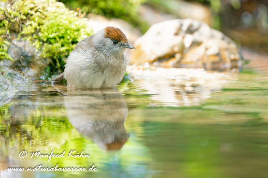 Grasmücke (Mönchs-)_0094