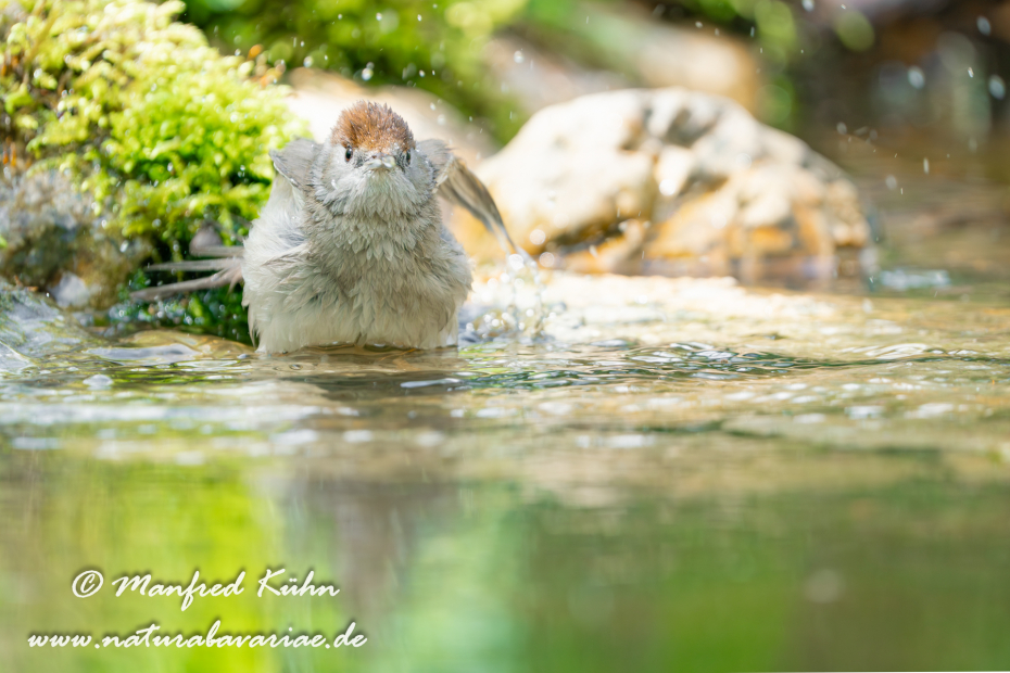 Grasmücke (Mönchs-)_0095