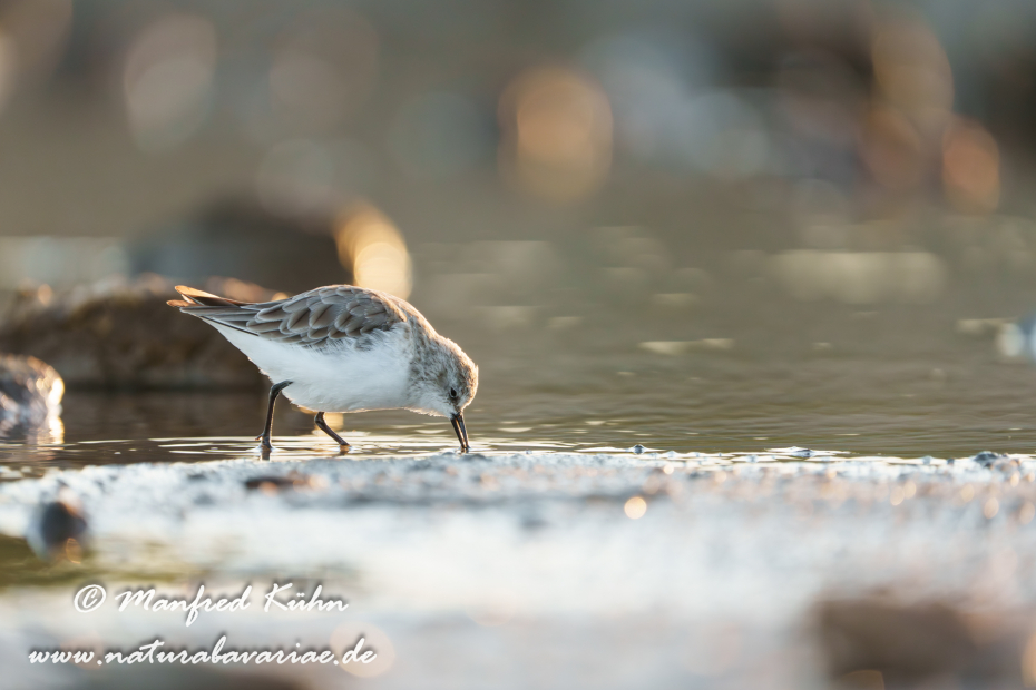 Sanderling ()_0152