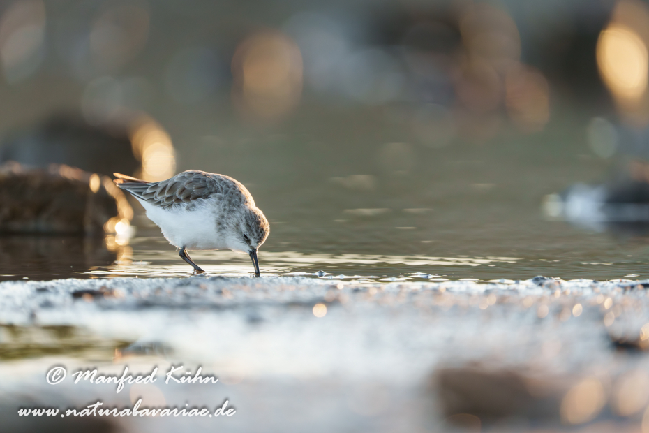 Sanderling ()_0154
