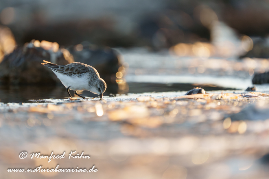 Sanderling ()_0159
