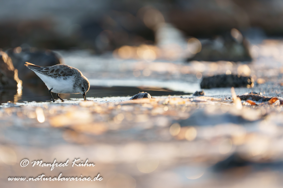 Sanderling ()_0161