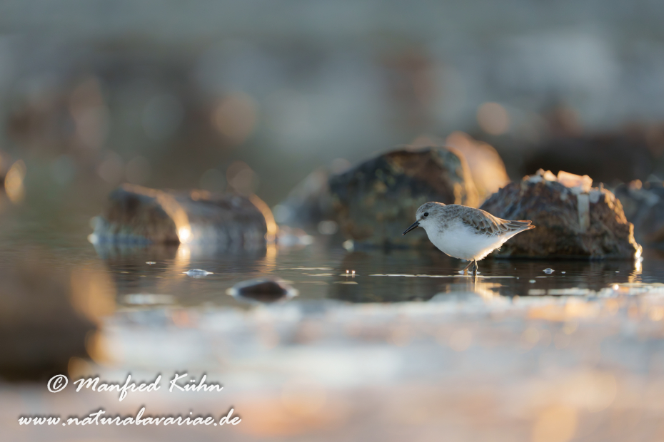 Sanderling ()_0164