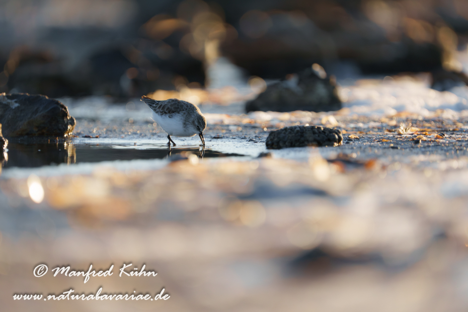 Sanderling ()_0165