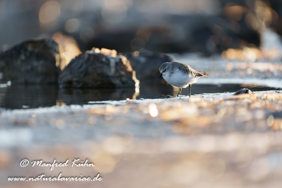 Sanderling ()_0169