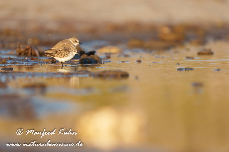 Sanderling ()_0177