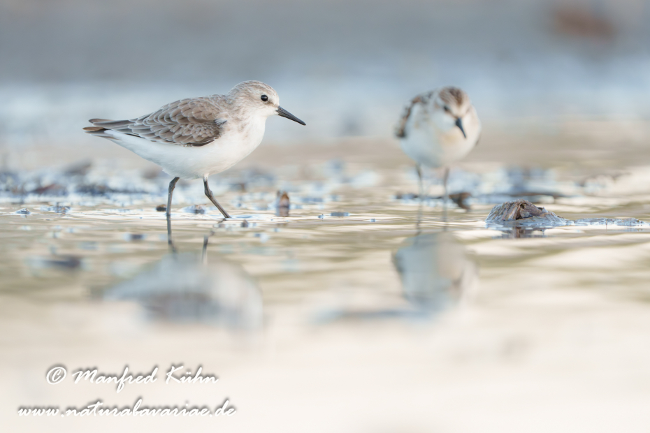 Sanderling ()_0182