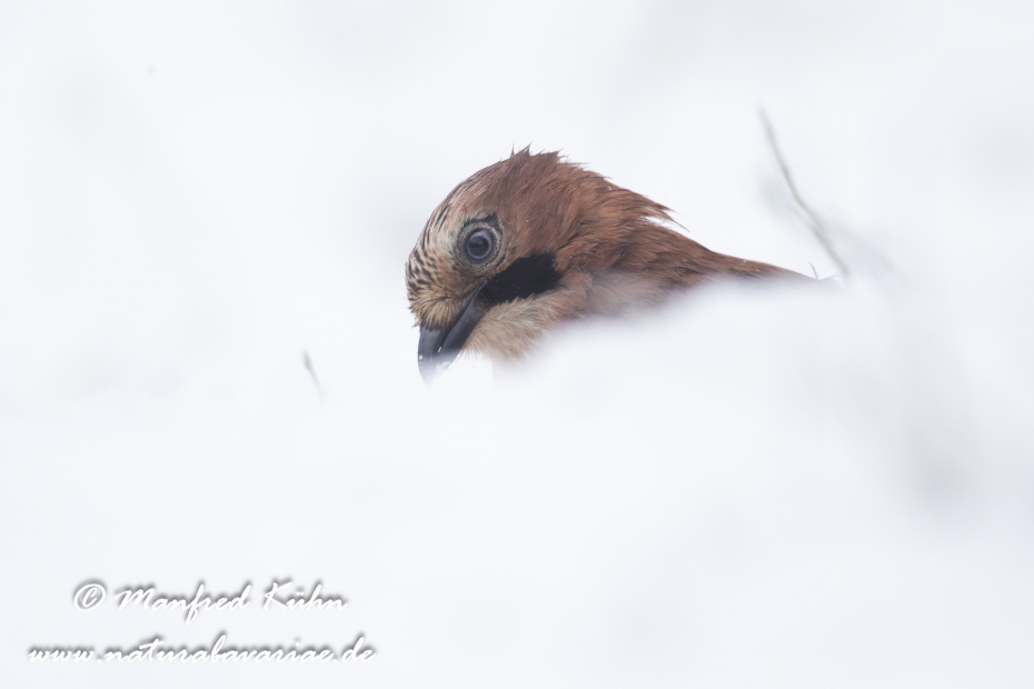 Eichelhäher ()_0002