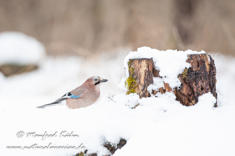 Eichelhäher ()_0003