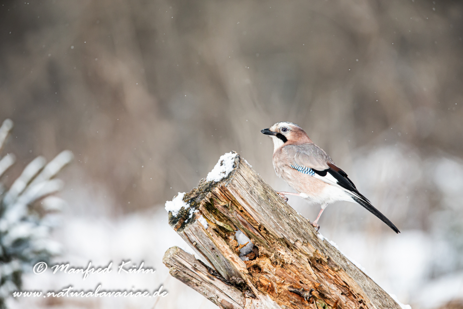 Eichelhäher ()_0005