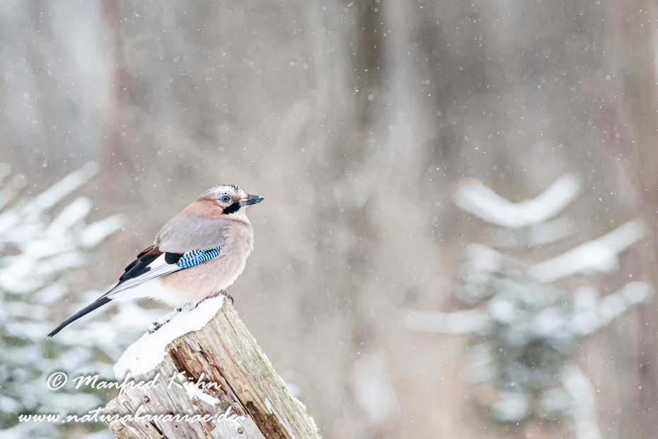 Eichelhäher ()_0007