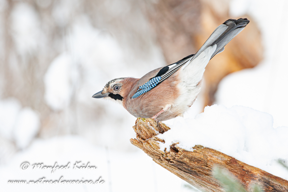 Eichelhäher ()_0008