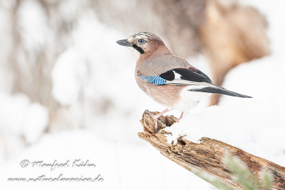 Eichelhäher ()_0011