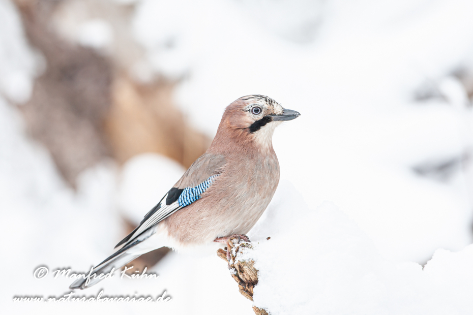 Eichelhäher ()_0013