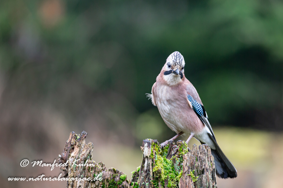 Eichelhäher ()_0021