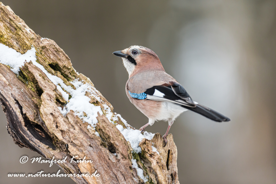 Eichelhäher ()_0025