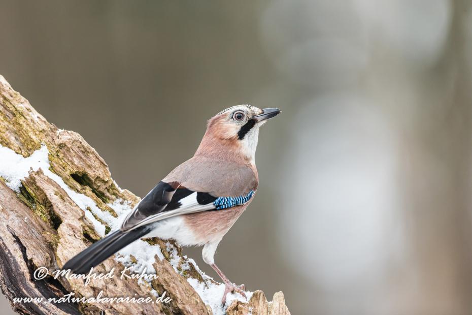 Eichelhäher ()_0027