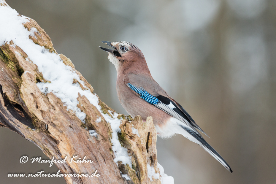 Eichelhäher ()_0029