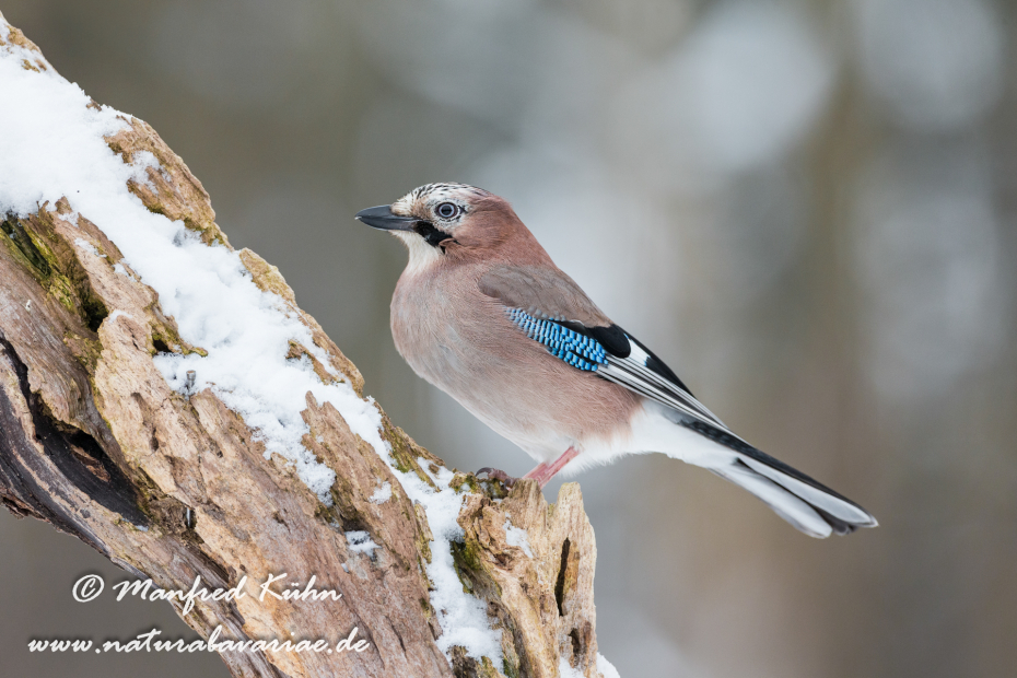 Eichelhäher ()_0031