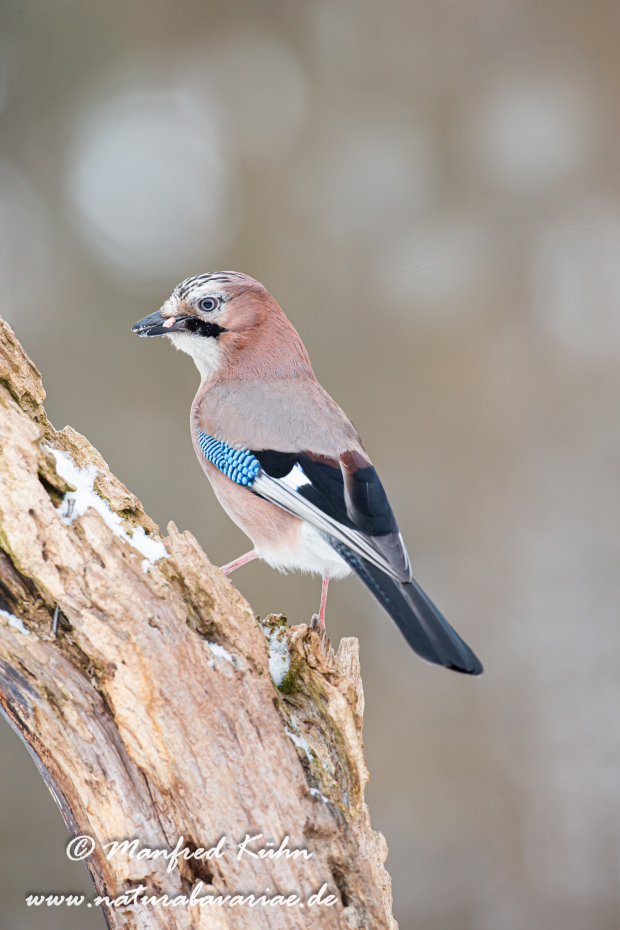 Eichelhäher ()_0033