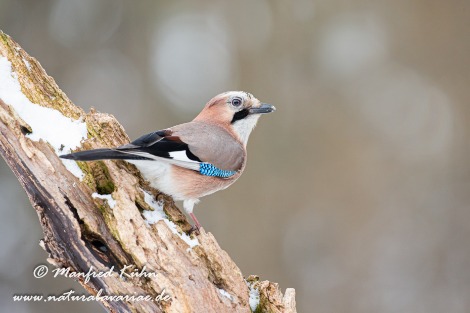 Eichelhäher ()_0037