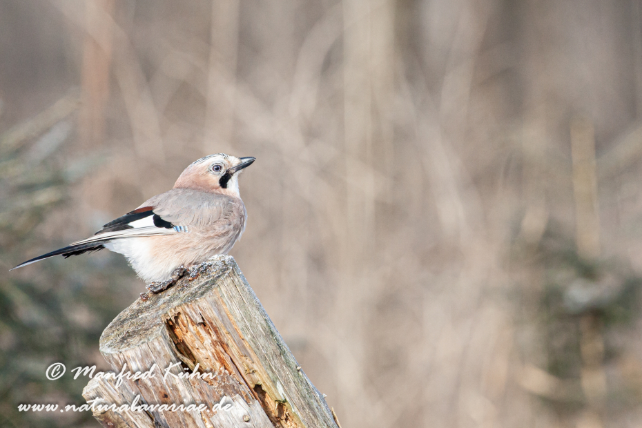 Eichelhäher ()_0039