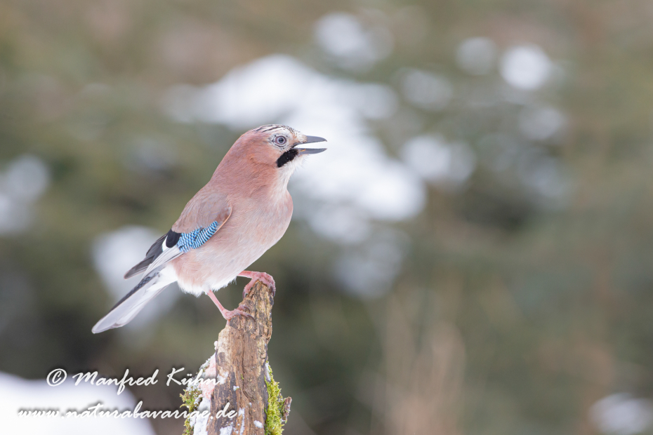 Eichelhäher ()_0041