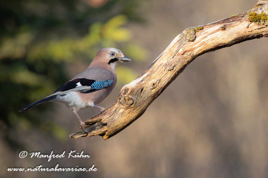 Eichelhäher ()_0043