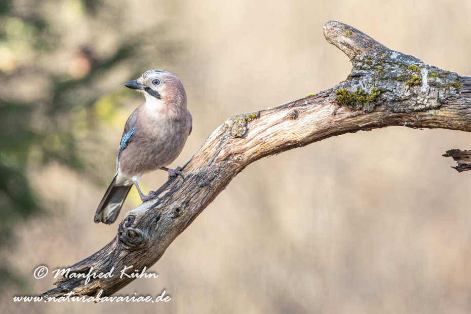 Eichelhäher ()_0044