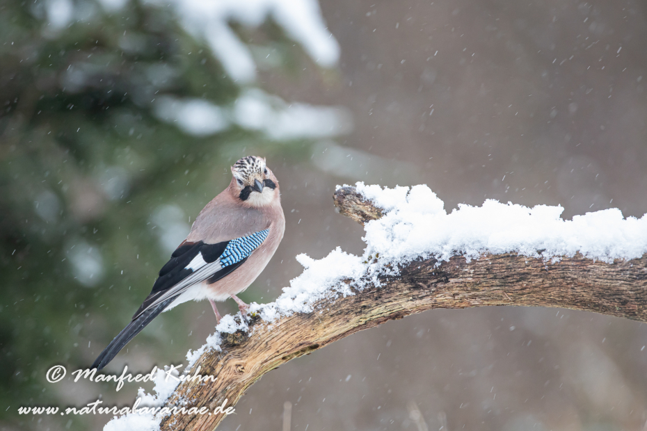 Eichelhäher ()_0046