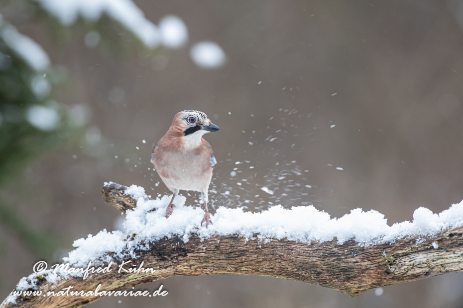 Eichelhäher ()_0047