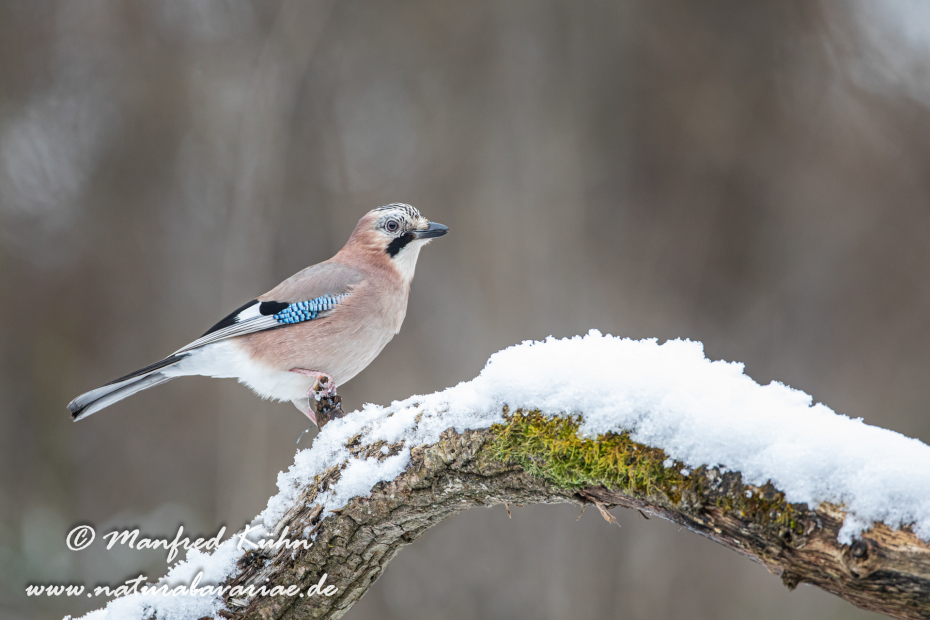 Eichelhäher ()_0050