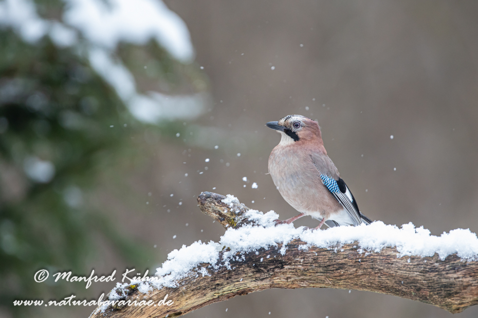 Eichelhäher ()_0051