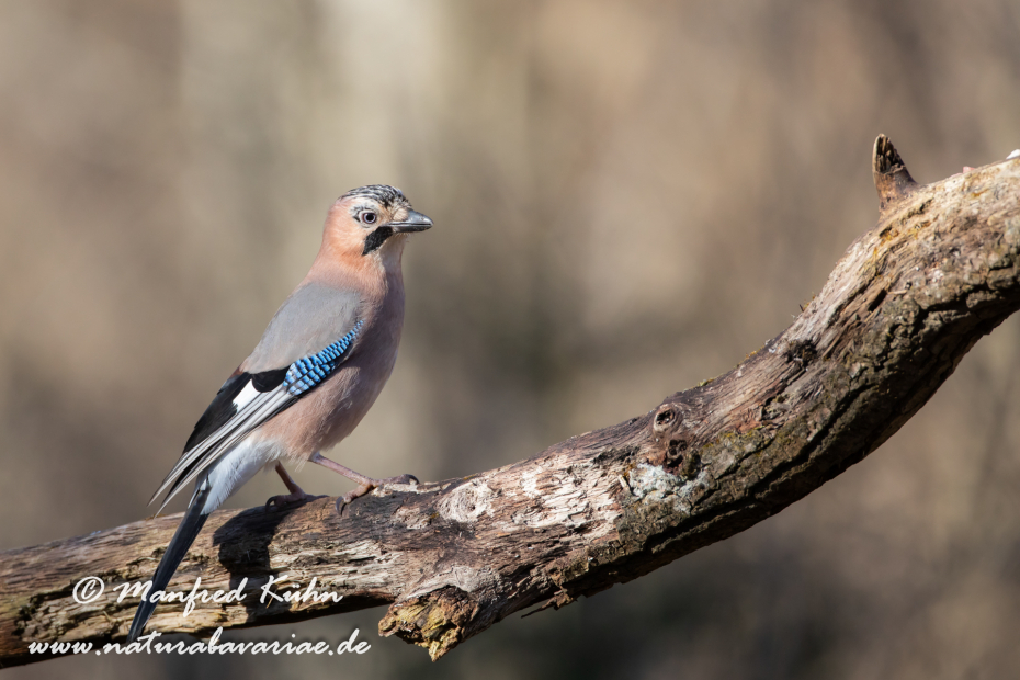 Eichelhäher ()_0059