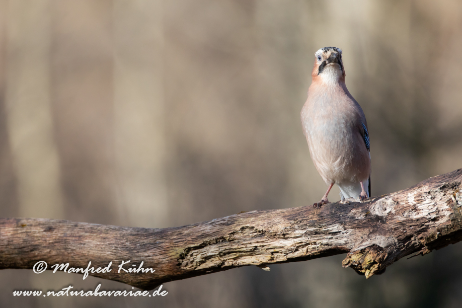 Eichelhäher ()_0062