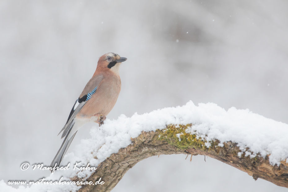 Eichelhäher ()_0071