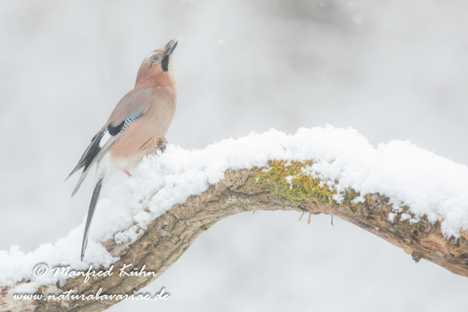 Eichelhäher ()_0076