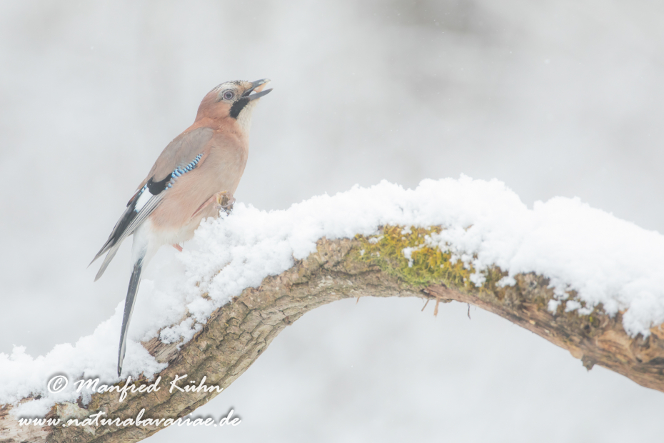 Eichelhäher ()_0078