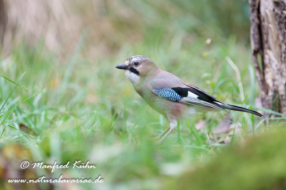 Eichelhäher ()_0084