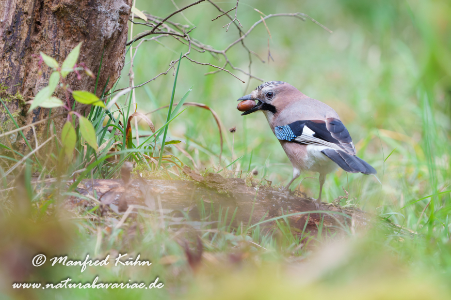 Eichelhäher ()_0085