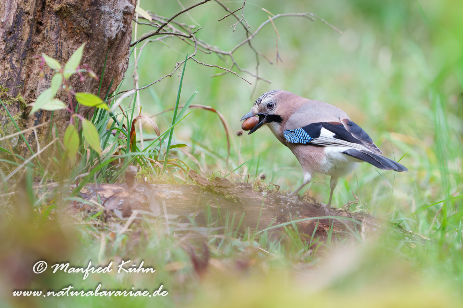 Eichelhäher ()_0087