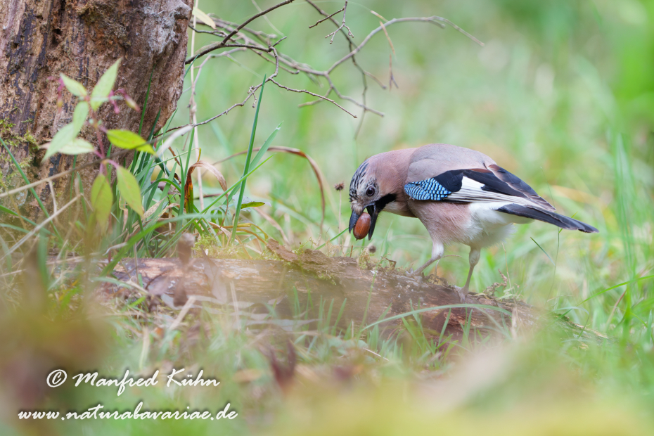 Eichelhäher ()_0088