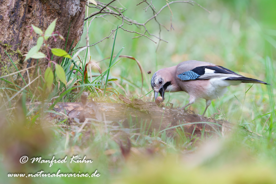 Eichelhäher ()_0092
